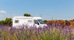 Camper Frankreich Lavendelfeld