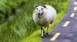 Irland Schaf auf Strasse