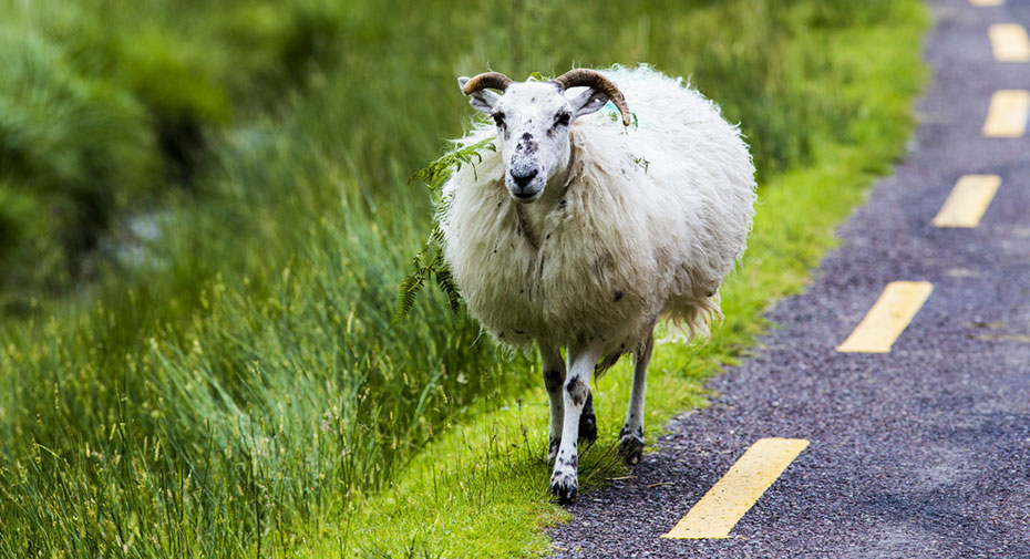 Irland Schaf auf Strasse